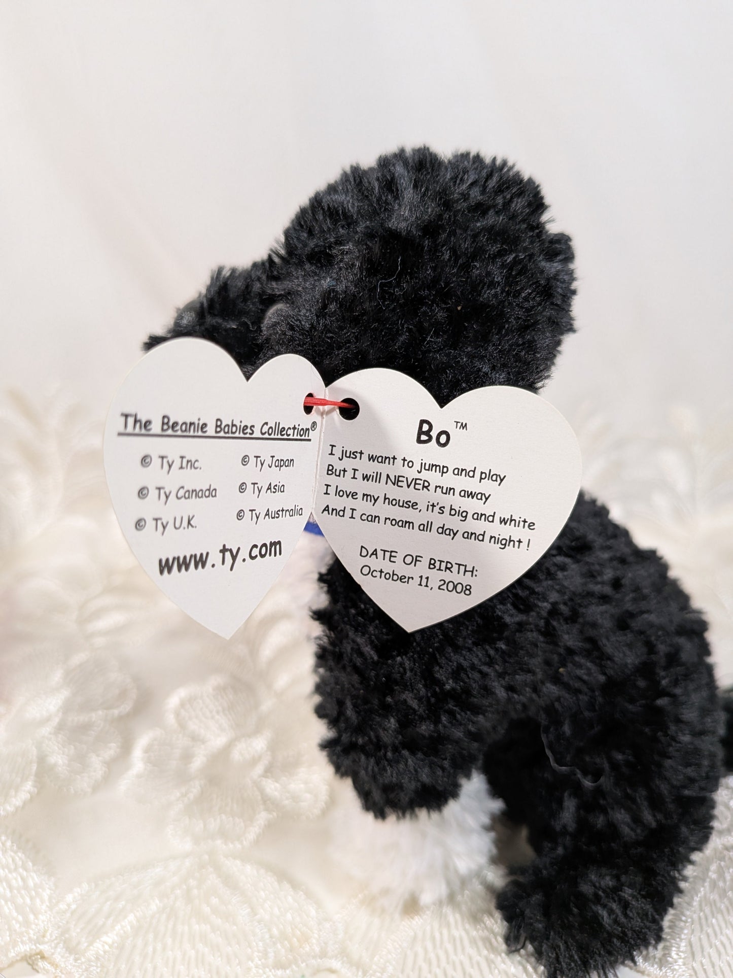 TY Beanie Baby 2.0 - BO the Portuguese Water Dog (6 inch) - Vintage Beanies Canada