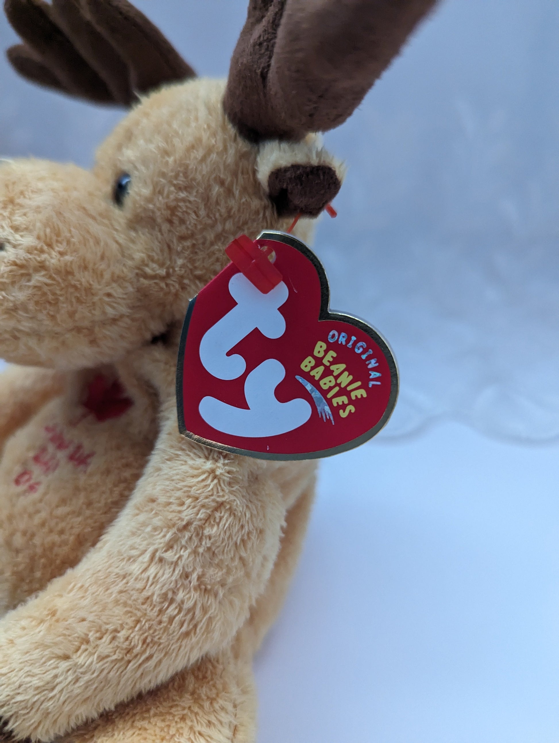 Ty Beanie Baby - Dominion The Moose (7in) - Vintage Beanies Canada
