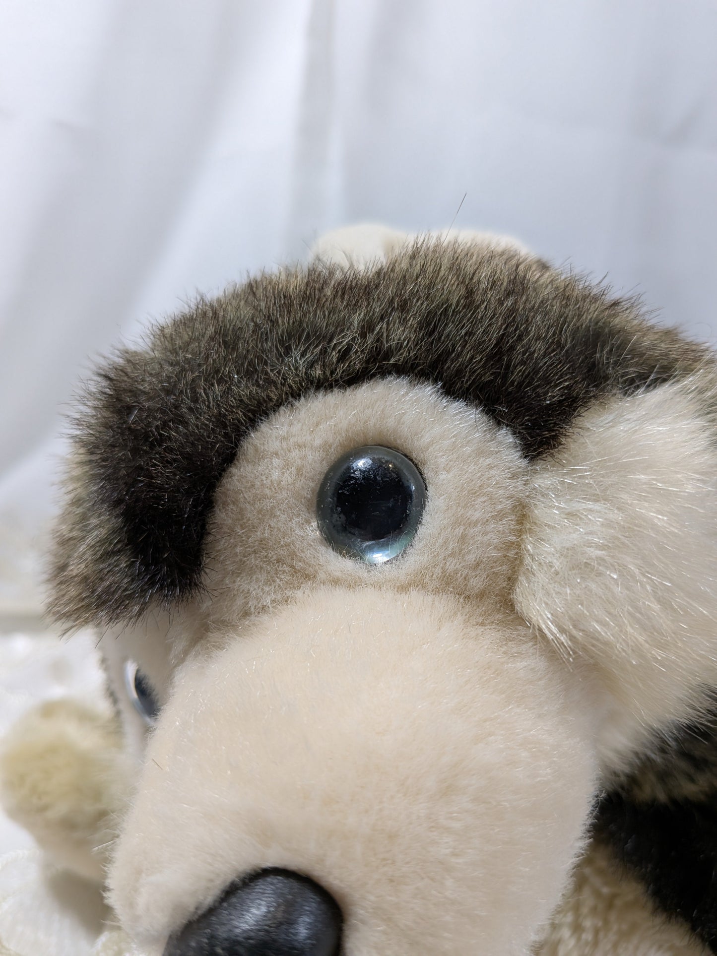 Ty Classic Collection - Musher The Husky Dog (12in) No Hang Tag - Vintage Beanies Canada